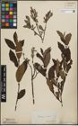 Foto von Salix lapponum L. x Salix silesiaca Willd.